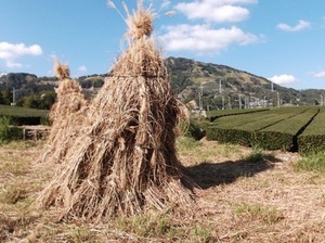 写真：東山（茶草場）