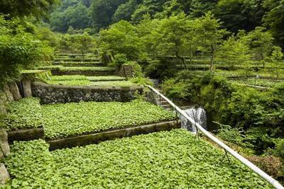 写真：わさび栽培の様子