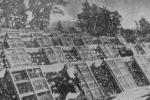 写真：昭和30年代のガラス戸利用による石垣いちご