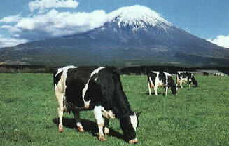 静岡県の畜産（富士山が見える牧場の写真）