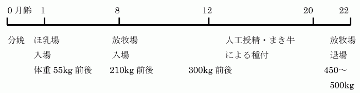 イラスト：哺乳場スケジュール