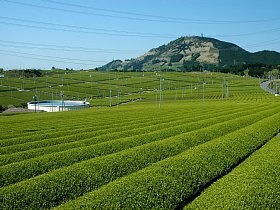 写真：あんだばらの茶園