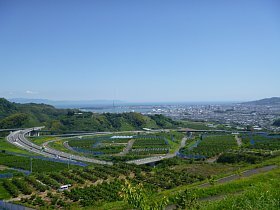 写真:あらたにやのみかん園