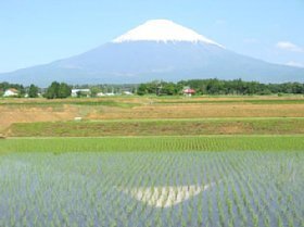 写真:ほくすん地域の水田