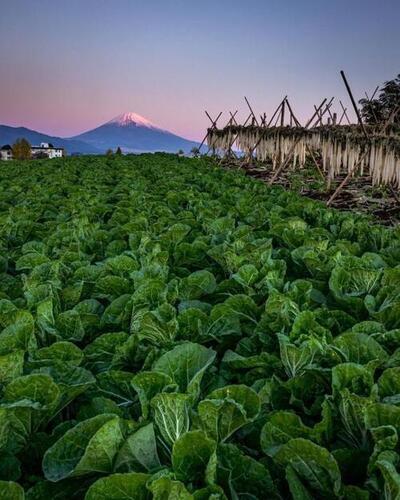 写真：風に吹かれて美味しくなる