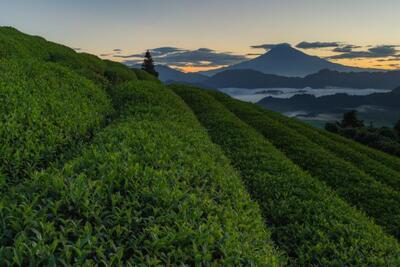 写真：茶どころ、静岡の夜明け