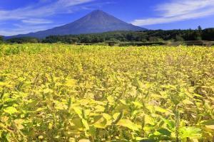 写真：輝く荏胡麻