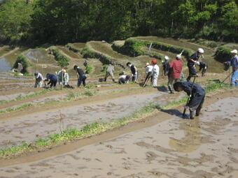 写真：H25石部あぜ塗り