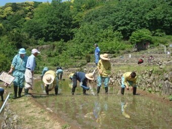 写真:田植え