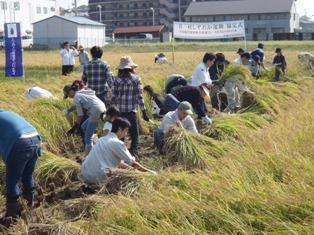 写真：田んぼの稲刈り作業風景