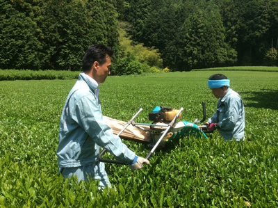 写真：一番茶の収穫