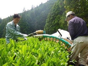 写真：お茶の加工2