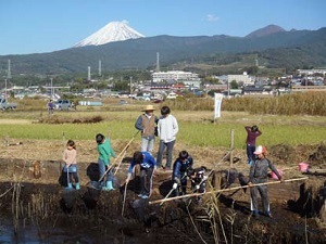 写真：葦刈作業