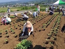 写真：ひまわりの植栽3