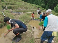 写真：地元の方の指導の下、田植えを進めていきます