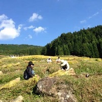 写真：稲刈り2