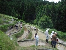 写真:280614大栗安田植え