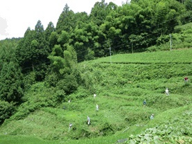写真:280725大栗安草刈2