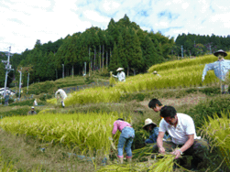 写真:松和技研・稲刈り風景