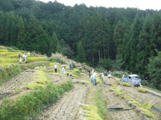 写真：松和技研・稲刈り後