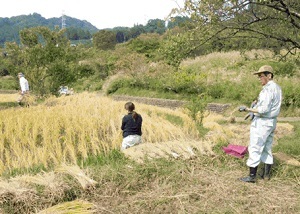 写真：稲刈りの様子