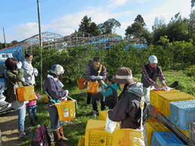 写真：NEXCO・都田みかん収穫1