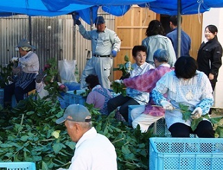 写真：29桑葉×松崎分校1　桑葉の共同収穫
