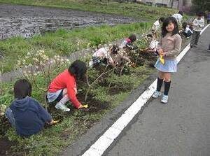 写真：三椏植栽