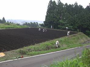 写真:ひまわりの種まき