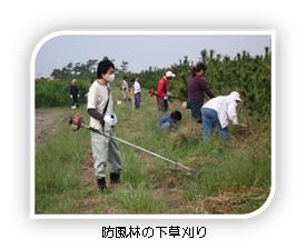 写真：防風林の下草刈り