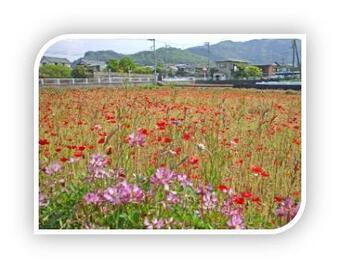 写真：植栽による景観向上