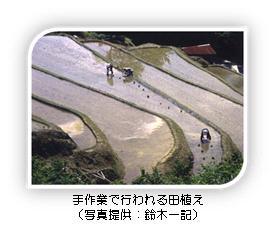 写真:手作業で行われる田植え