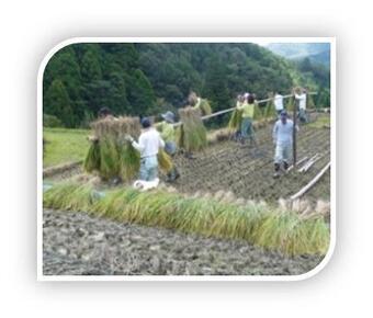 写真:稲のはざ掛け作業