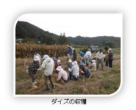 写真：ダイズの収穫