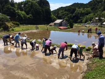 写真：田植え1