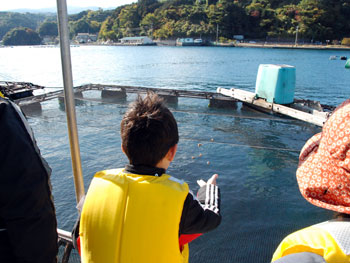 写真：内浦給餌体験