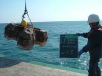 写真:ブロックを海に沈設する様子