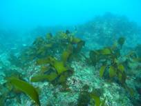 写真：天然岩礁に拡大するカジメ藻場