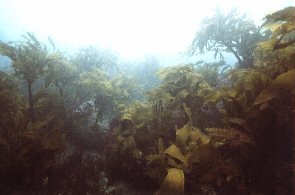 写真:藻場