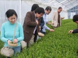 写真:茶摘体験の様子