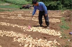 写真：三島馬鈴薯栽培風景