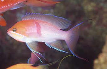 Red-belted anthias photo