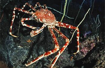 Japanese spider crab photo