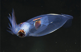 young stage of japanese flying squid photo