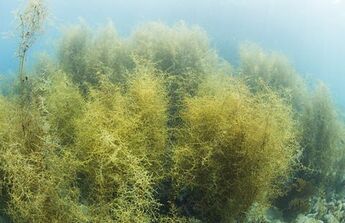 Seaweed bed photo
