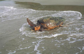 Loggerhead turtle photo