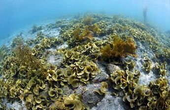 Fan-shaped brown Seaweed photo