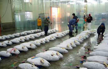 Top Bonito and Tuna Catches in Japan image