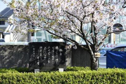 写真：校歌の石碑と桜