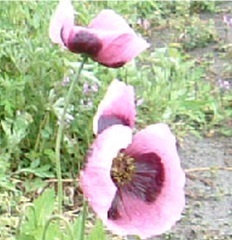 写真：セティゲルムの花